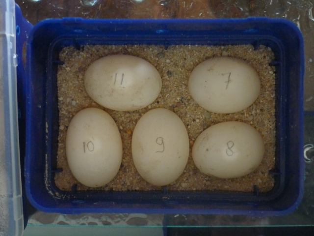 2 dagen: er verschijnt een witte vlek boven op het ei, een eerste teken dat het bevrucht is.