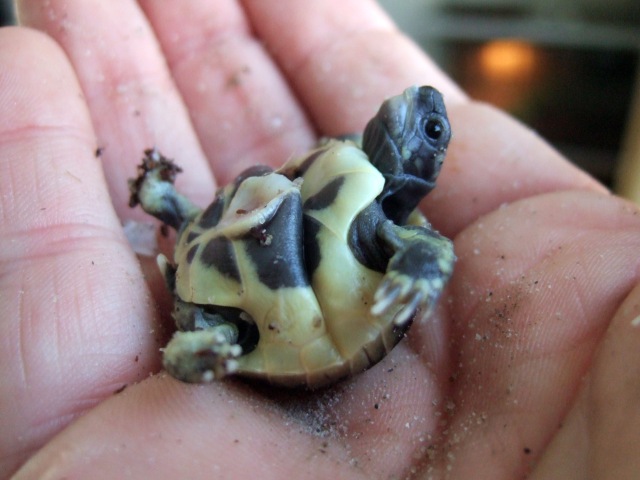 Schildpadjes hebben dubbel gevouwen in het ei gezeten, bij pasgeboren dieren is de plooi in het buikschild vaak nog te zien. Deze trekt na enkele uren weg.